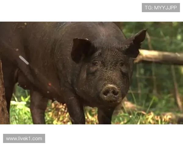 刘洋家的狗都吃进口牛肉了，他还在场上拼命跑？